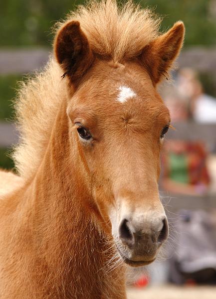 Rikadur von Heidmoor f.jpg